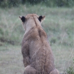 Lake Nakuru N.P. Leeuw ( Panthera Leo) (0581)