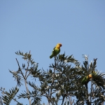 Lake Nakuru N.P. Fischers Agapornis (Agapornis Fischeri) (0534)