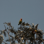 Lake Nakuru N.P. Fischers Agapornis (Agapornis Fischeri) (0535)