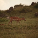 Lake Nakuru N.P. Impala (Aepyceros Melampus) (0542)