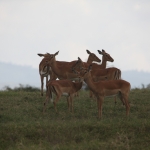 Lake Nakuru N.P. Impala (Aepyceros Melampus) (0545)