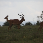 Lake Nakuru N.P. Impala (Aepyceros Melampus) (0546)