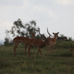 Lake Nakuru N.P. Impala (Aepyceros Melampus) (0547)