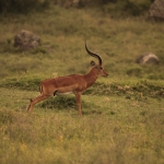 Lake Nakuru N.P. Impala (Aepyceros Melampus) (0548)