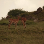 Lake Nakuru N.P. Impala (Aepyceros Melampus) (0549)