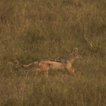 Lake Nakuru N.P. Zadeljakhals (Canis Mesomelas) (0552)