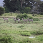 Lake Nakuru N.P. Steppezebra (Equus Quagga) (0672)