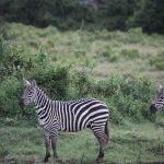 Lake Nakuru N.P. Steppezebra (Equus Quagga) (0676)