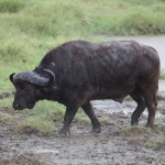 Lake Nakuru N.P. Kafferbuffel (Syncerus Caffer) (0594)