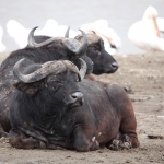 Lake Nakuru N.P. Kafferbuffel (Syncerus Caffer) (0632)