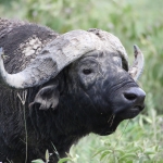 Lake Nakuru N.P. Kafferbuffel (Syncerus Caffer) (0642)