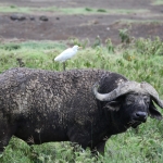 Lake Nakuru N.P. Kafferbuffel (Syncerus Caffer) (0643)