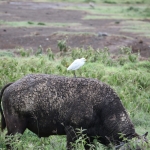 Lake Nakuru N.P. Kafferbuffel (Syncerus Caffer) (0644)