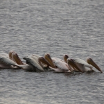 Lake Nakuru N.P. Roze Pelikaan (Pelecanus Onocrotalus) (0612)