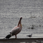 Lake Nakuru N.P. Roze Pelikaan (Pelecanus Onocrotalus) (0624)