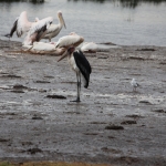 Lake Nakuru N.P. Afrikaanse Maraboe (Leptoptilos Crumenifer) (0615)