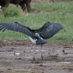 Lake Nakuru N.P. Afrikaanse Maraboe (Leptoptilos Crumenifer) (0633)