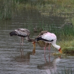 Lake Nakuru N.P. Afrikaanse Nimmerzat (Mycteria Ibis) (0625)