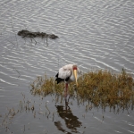 Lake Nakuru N.P. Afrikaanse Nimmerzat (Mycteria Ibis) (0629)