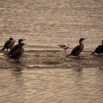 Lake Nakuru N.P. Aalscholver (Phalacrocorax Carbo) (0607)