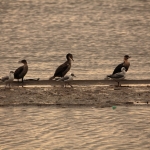 Lake Nakuru N.P. Aalscholver (Phalacrocorax Carbo) (0608)