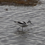 Lake Nakuru N.P. Kluut (Recurvirostra Avosetta) (0619)