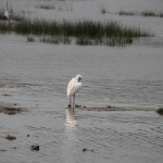 Lake Nakuru N.P. Afrikaanse lepelaar (Platalea Alba) (0622)