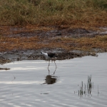 Lake Nakuru N.P. Steltkluut (Himantopus Himantopus) (0631)