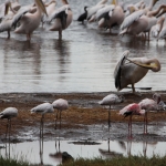 Lake Nakuru N.P. Kleine Flamingo (Phoeniconaias Minor) (0626)