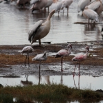 Lake Nakuru N.P. Kleine Flamingo (Phoeniconaias Minor) (0627)