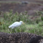 Lake Nakuru N.P. Geelsnavel Zilverreiger (Ardea brachyrhyncha) (0645)