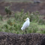 Lake Nakuru N.P. Geelsnavel Zilverreiger (Ardea brachyrhyncha) (0646)