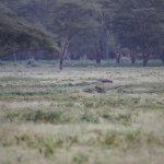 Lake Nakuru N.P. Witte Neushoorn (Ceratotherium Simum) (0655)