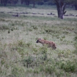 Lake Nakuru N.P. Gevlekte Hyena (Crocuta Crocuta) (0650)