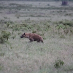 Lake Nakuru N.P. Gevlekte Hyena (Crocuta Crocuta) (0653)