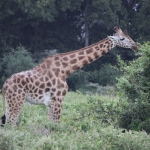 Lake Nakuru N.P. Rotschildgiraffe (Giraffa Camelopardalis Rothschildi) (0665)