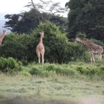 Lake Nakuru N.P. Rotschildgiraffe (Giraffa Camelopardalis Rothschildi) (0666)