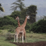 Lake Nakuru N.P. Rotschildgiraffe (Giraffa Camelopardalis Rothschildi) (0675)