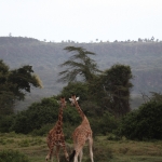 Lake Nakuru N.P. Rotschildgiraffe (Giraffa Camelopardalis Rothschildi) (0678)