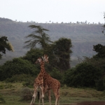 Lake Nakuru N.P. Rotschildgiraffe (Giraffa Camelopardalis Rothschildi) (0688)