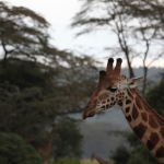 Lake Nakuru N.P. Rotschildgiraffe (Giraffa Camelopardalis Rothschildi) (0692)