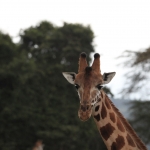 Lake Nakuru N.P. Rotschildgiraffe (Giraffa Camelopardalis Rothschildi) (0693)