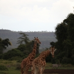 Lake Nakuru N.P. Rotschildgiraffe (Giraffa Camelopardalis Rothschildi) (0696)