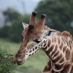 Lake Nakuru N.P. Rotschildgiraffe (Giraffa Camelopardalis Rothschildi) (0697)