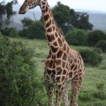 Lake Nakuru N.P. Rotschildgiraffe (Giraffa Camelopardalis Rothschildi) (0699)