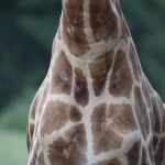 Lake Nakuru N.P. Rotschildgiraffe (Giraffa Camelopardalis Rothschildi) (0700)