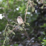 Lake Nakuru N.P. Vale Vliegenvanger (Bardornis Pallidus) (0702)