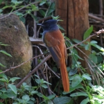 Kerio Vallei Afrikaanse Paradijsmonarch (Terpsiphone Viridis) (0759)