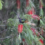 Kerio Vallei Brons Honingzuiger (Nectarinia Kilimensis) (0823)