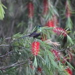 Kerio Vallei Brons Honingzuiger (Nectarinia Kilimensis) (0824)